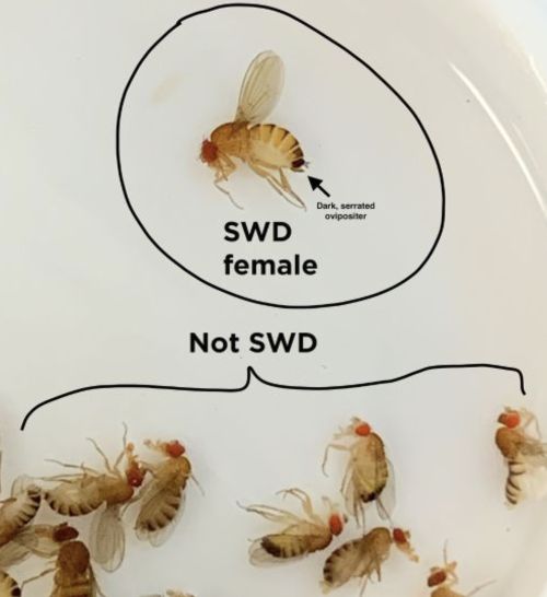 A pile of insects, differentiating which are SWD and which are not.
