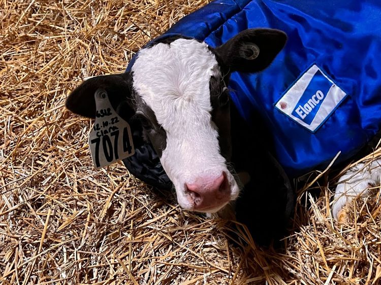 Taking care of young calves in cold weather - Dairy