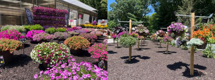 two images of nursery flowers.