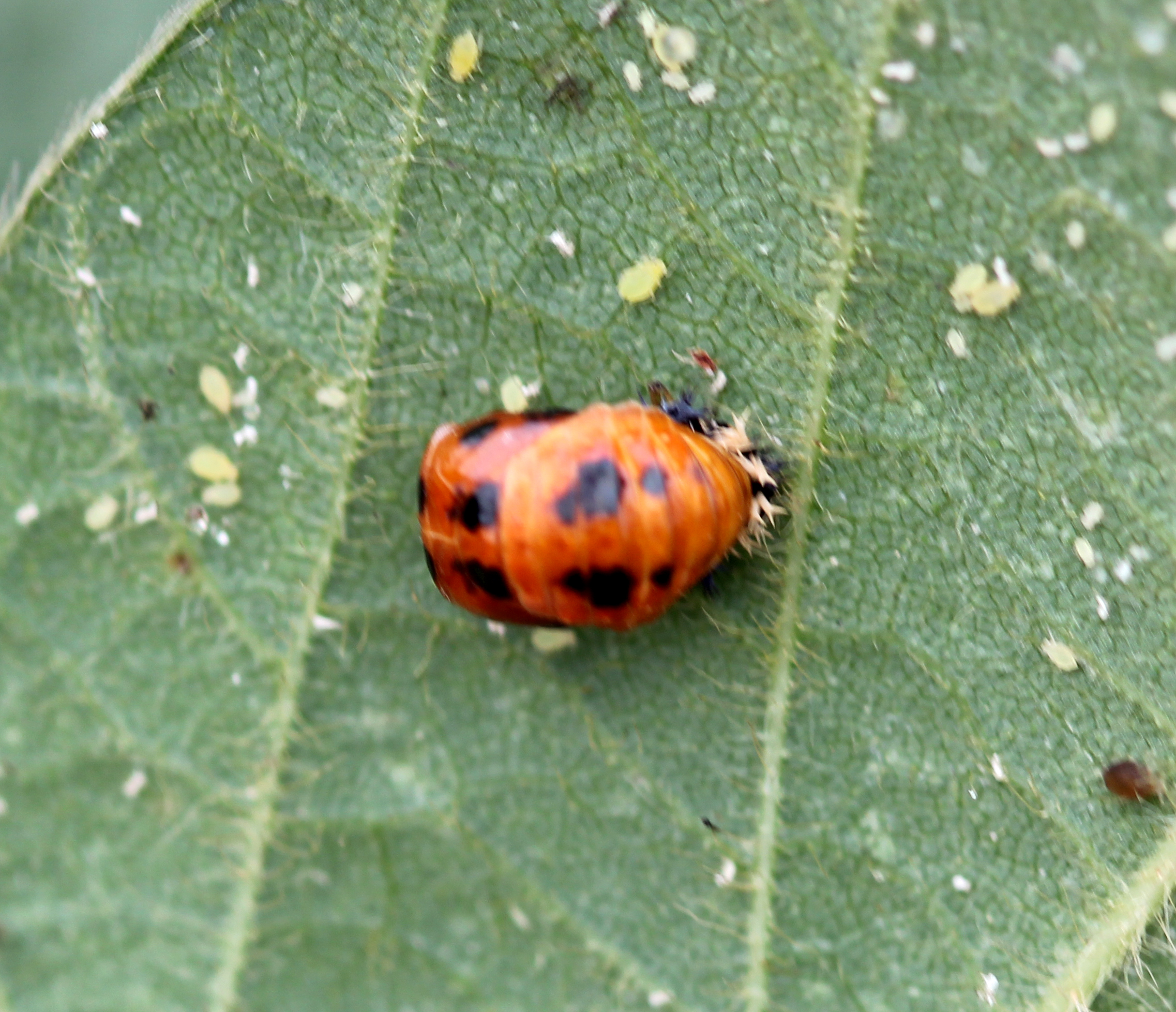 real colorful ladybugs