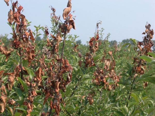 Controlling fire blight without antibiotics in organic ...