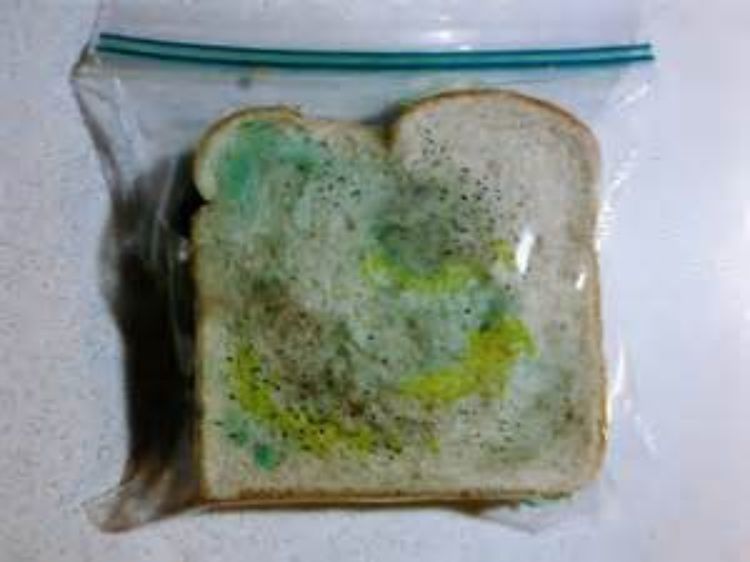 Five Questions on Mold and Food Safety