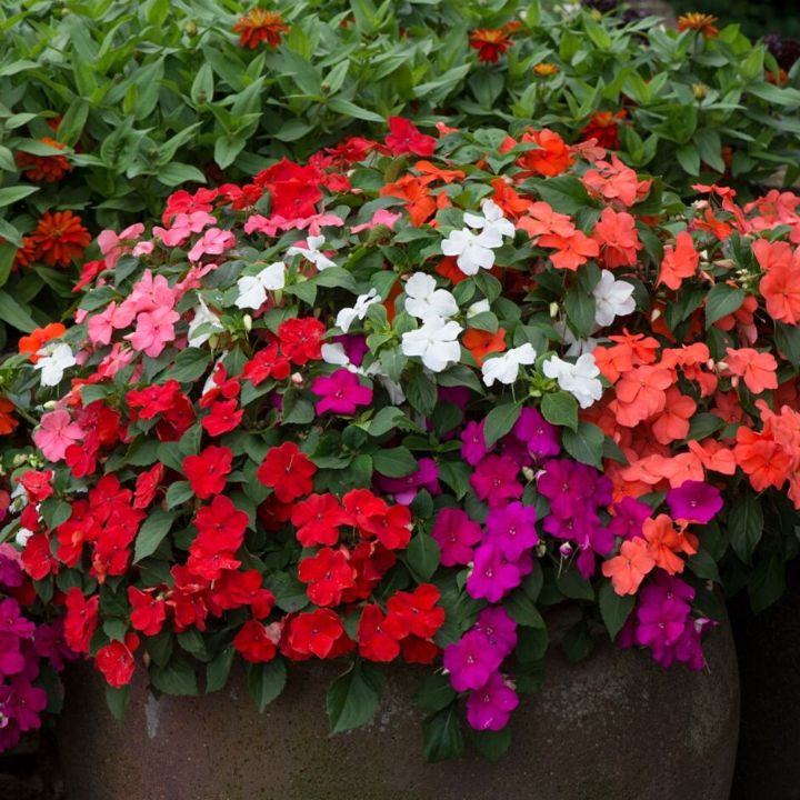Ask the Expert - Impatiens Downy Mildew - Department of Horticulture