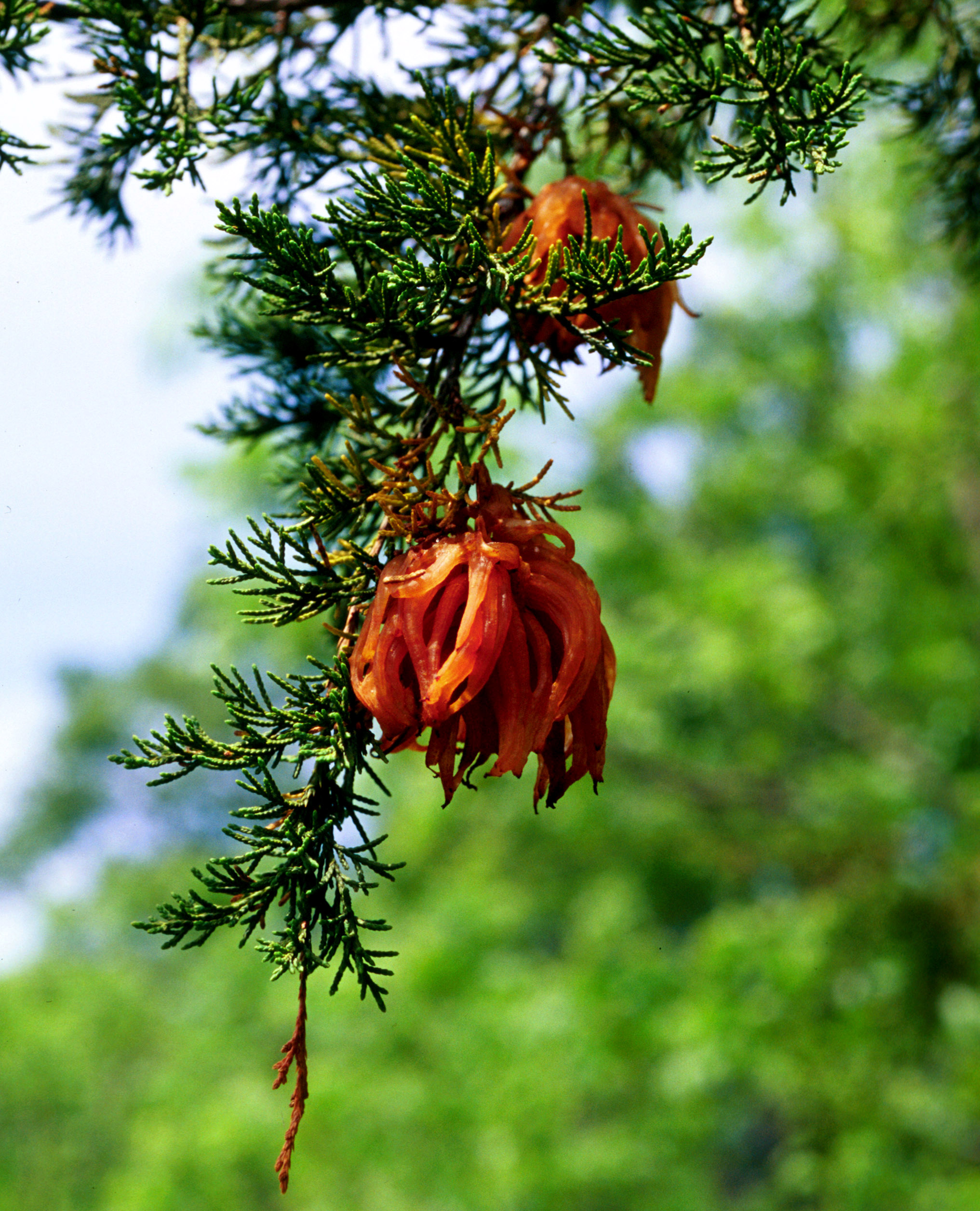 red cedar tree