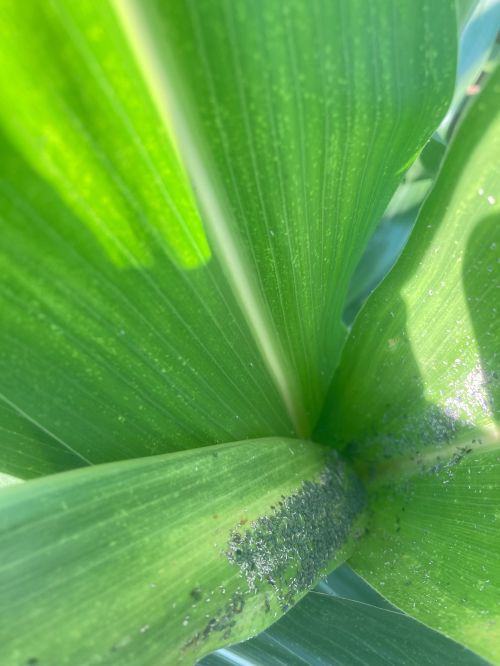 A cluster of tiny insects at the base of a corn plant.