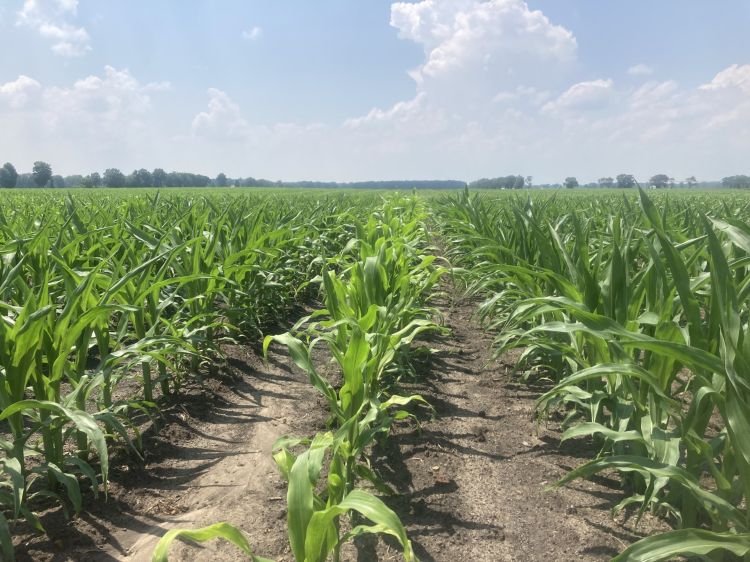 Rows of corn at knee-length growth stage.