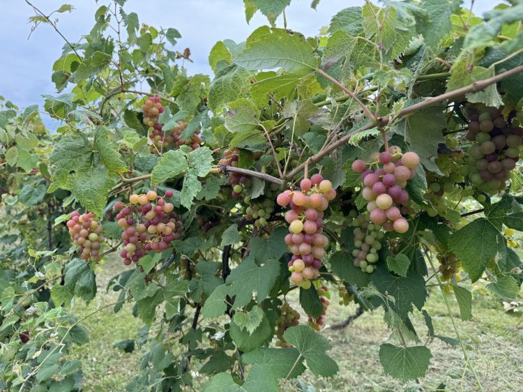 Ripening wine grapes hanging from a vine.