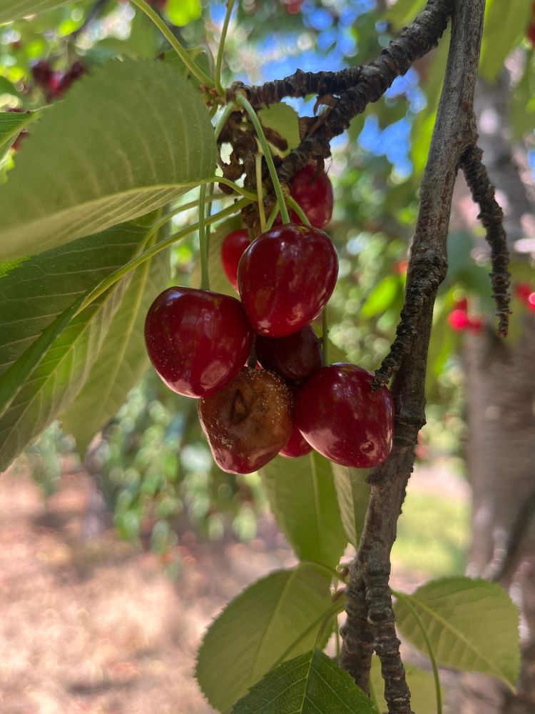 Brown and withered, infected cherry hanging from a tree.
