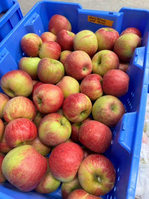 A blue bin full of Honeycrisp apples.