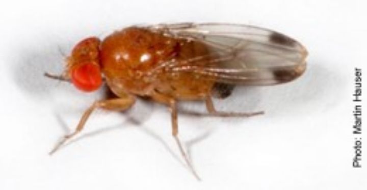 Learn Tools To Manage Spotted Wing Drosophila At Southwest Michigan