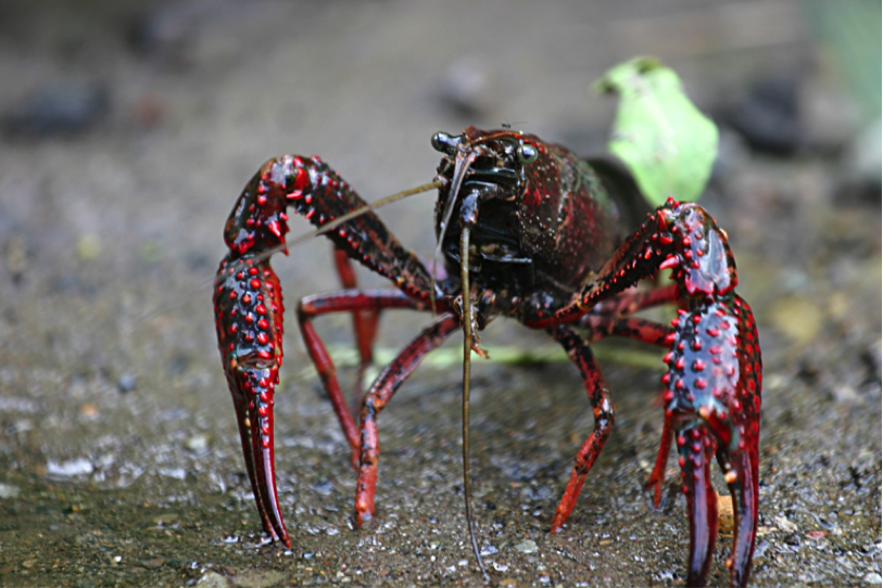 red swamp crayfish facts