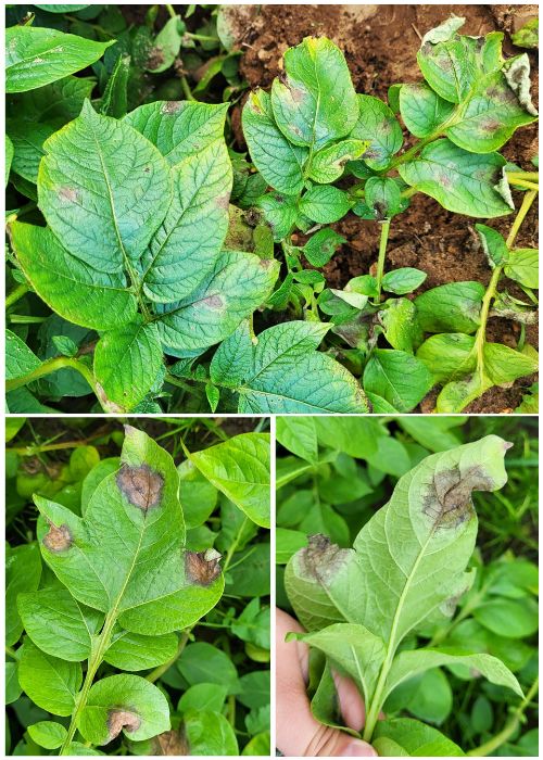 3 different pictures showing the dark brown lesions on potato leaves.
