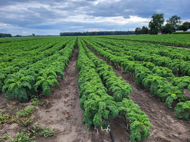 A kale field.