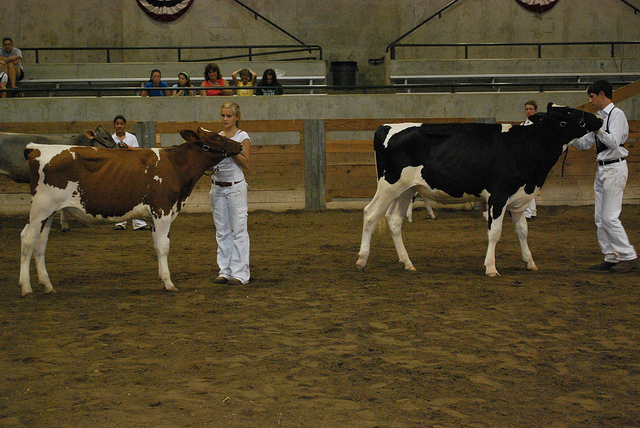 american cow breeds