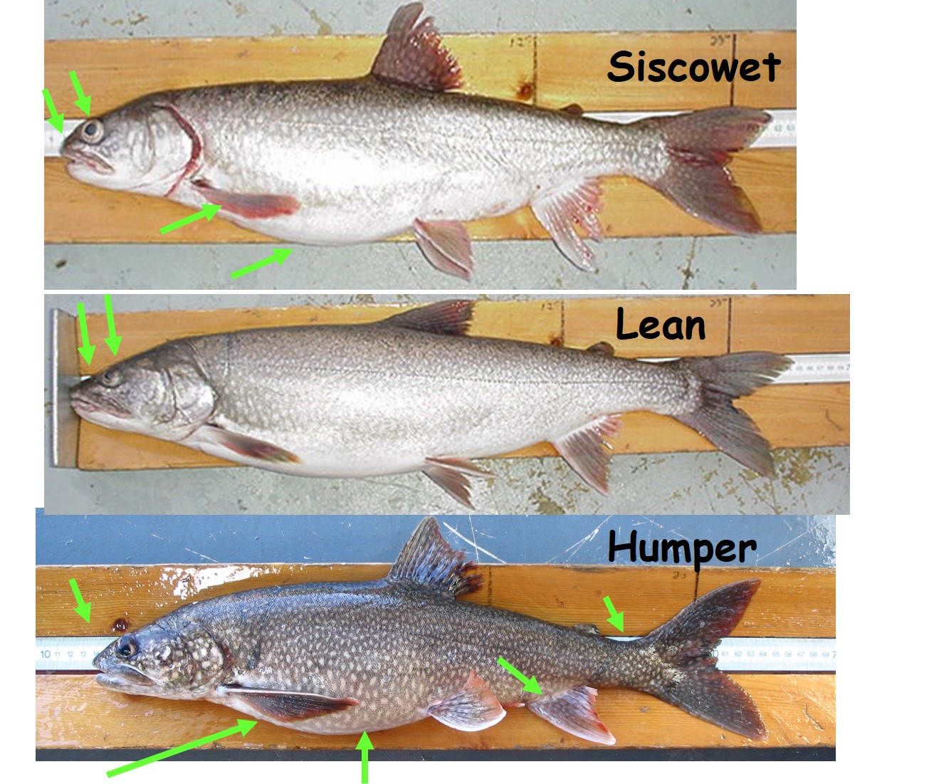 types of fish in lakes