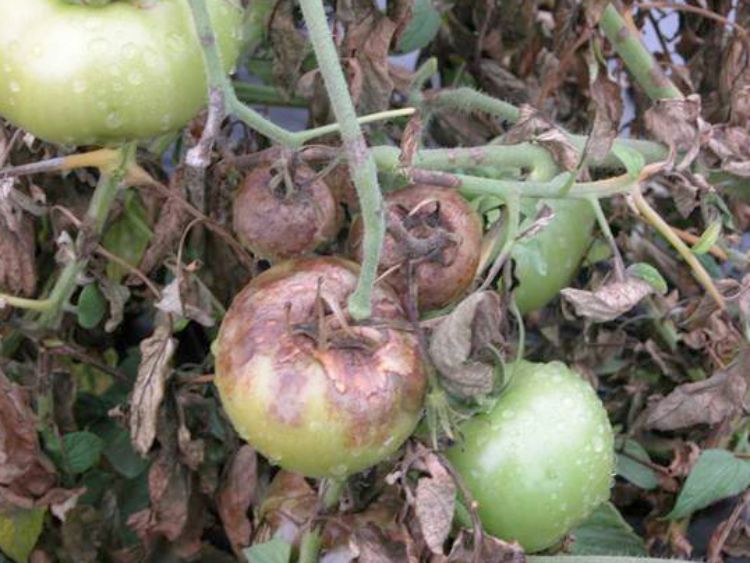 Use Smart Gardening practices to help ward off potential tomato ...
