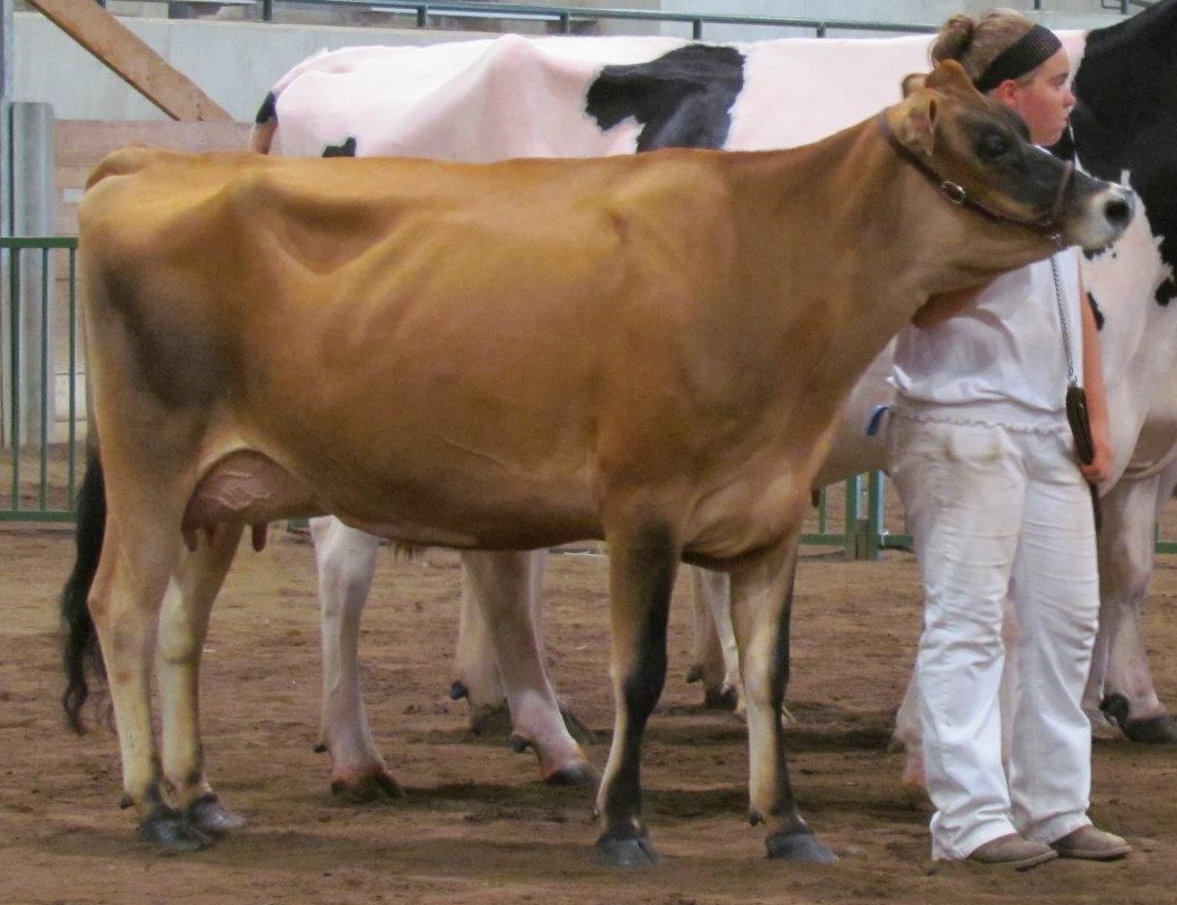 jersey ayrshire cattle