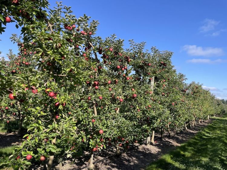 Jonagold apple trees.