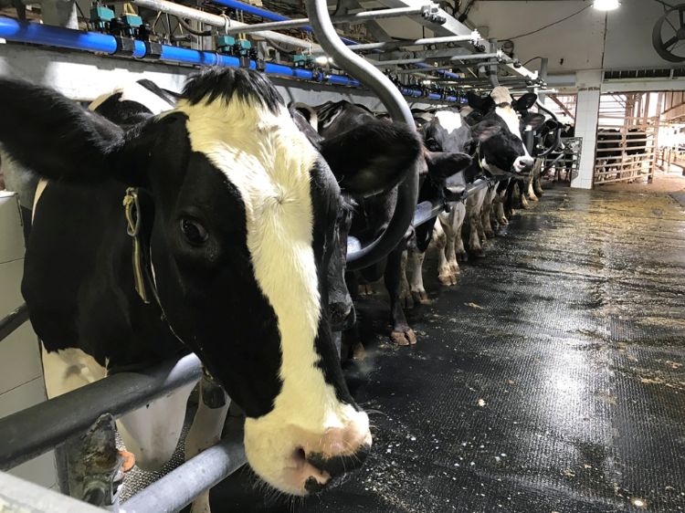 Dairy farm labor efficiency - Dairy