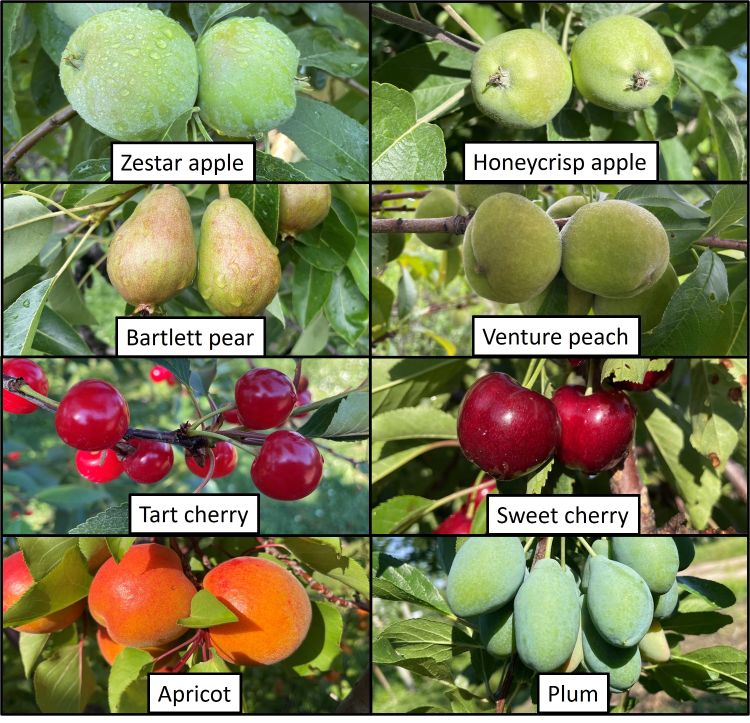 A collage of images showing various growth stages of different fruit crops.