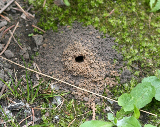 bee nest