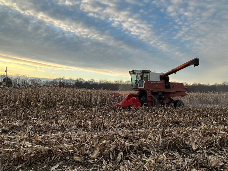 red harvester in a brown field harvesting dry corn