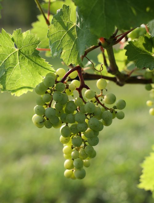 Ripening wine grapes hanging from a vine.