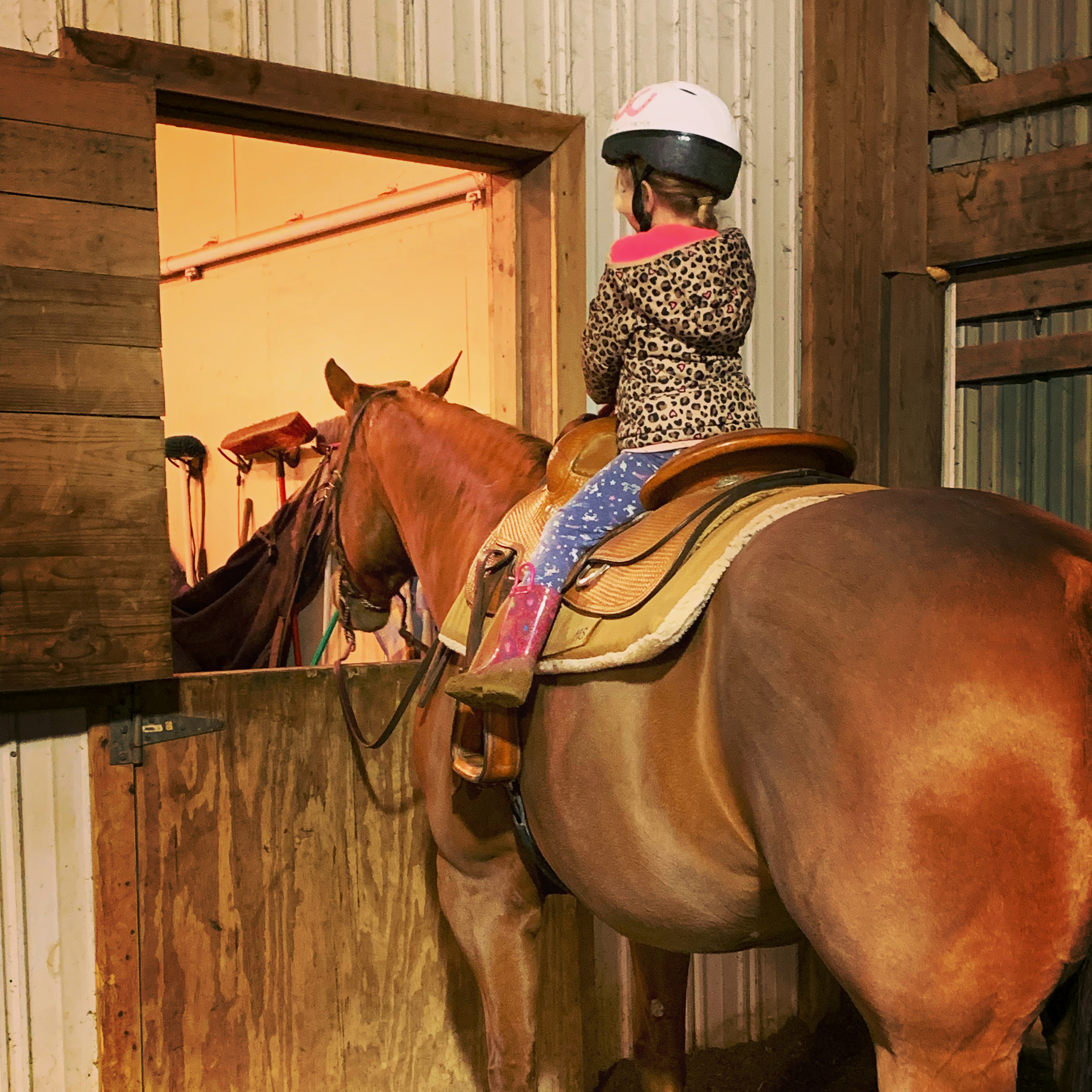 horse sitting back