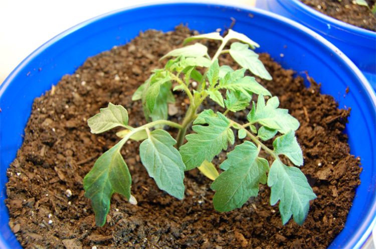 January is a good time to start growing vegetable, flower seeds indoors