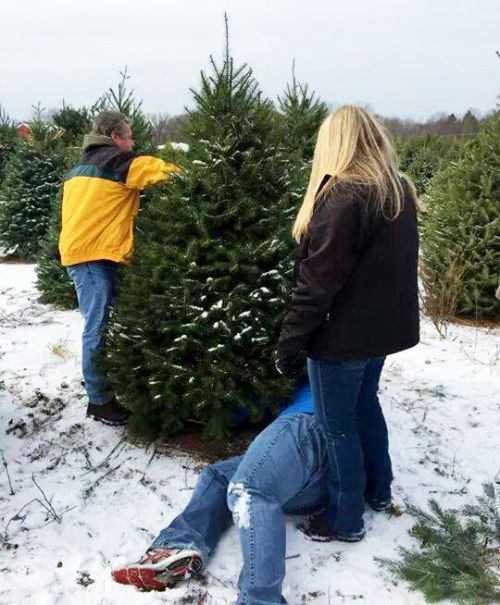Tips for success with your first real Christmas tree - Christmas Trees