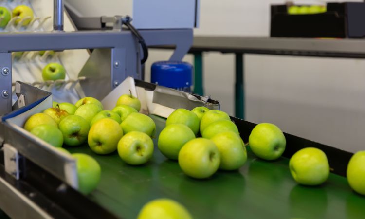 Apples in a produce processing plant.