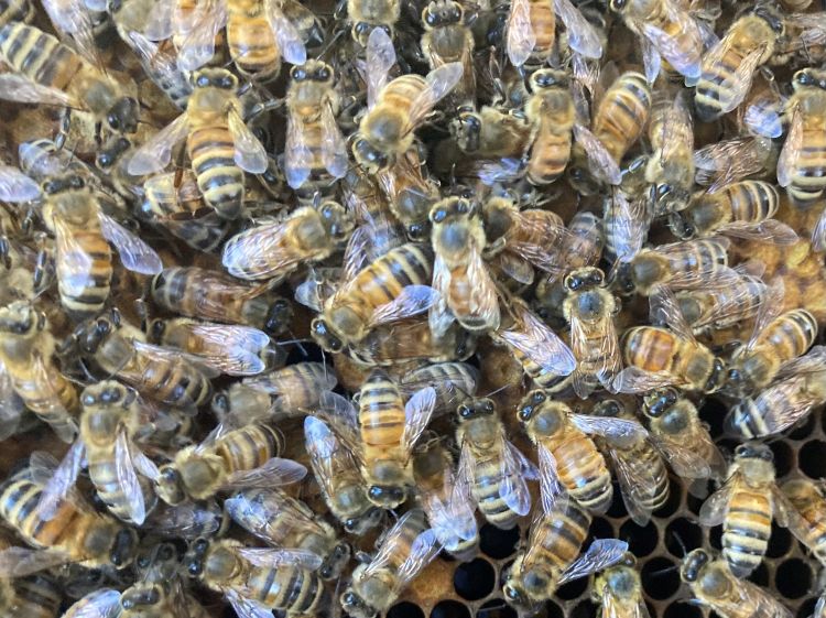 Adult honey bee workers on comb.