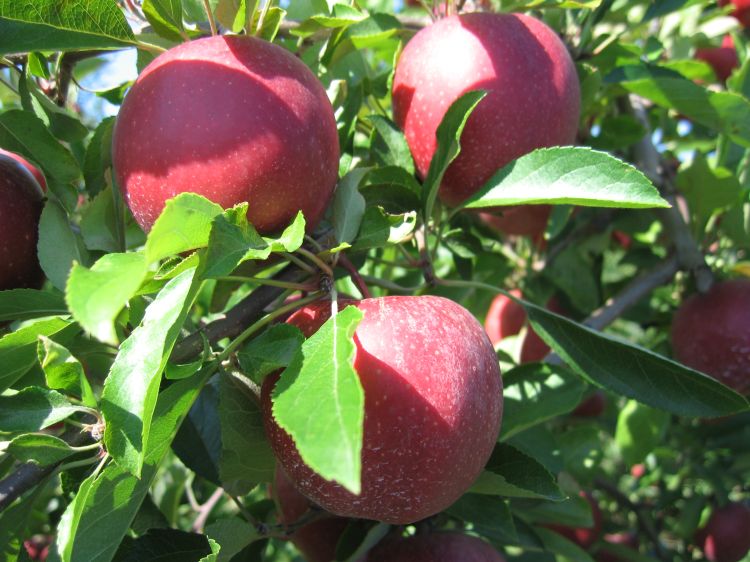 Big Envy apple harvest expected for holiday season - Organic Grower