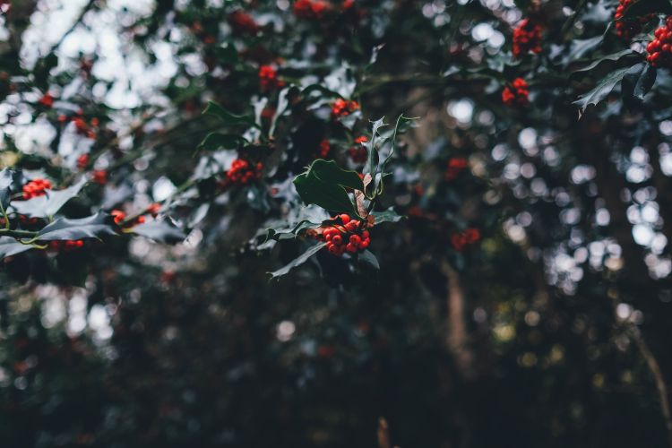 Holly: a Christmas tradition - MSU Extension