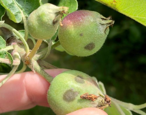IPM using playback against pests - Good Fruit Grower