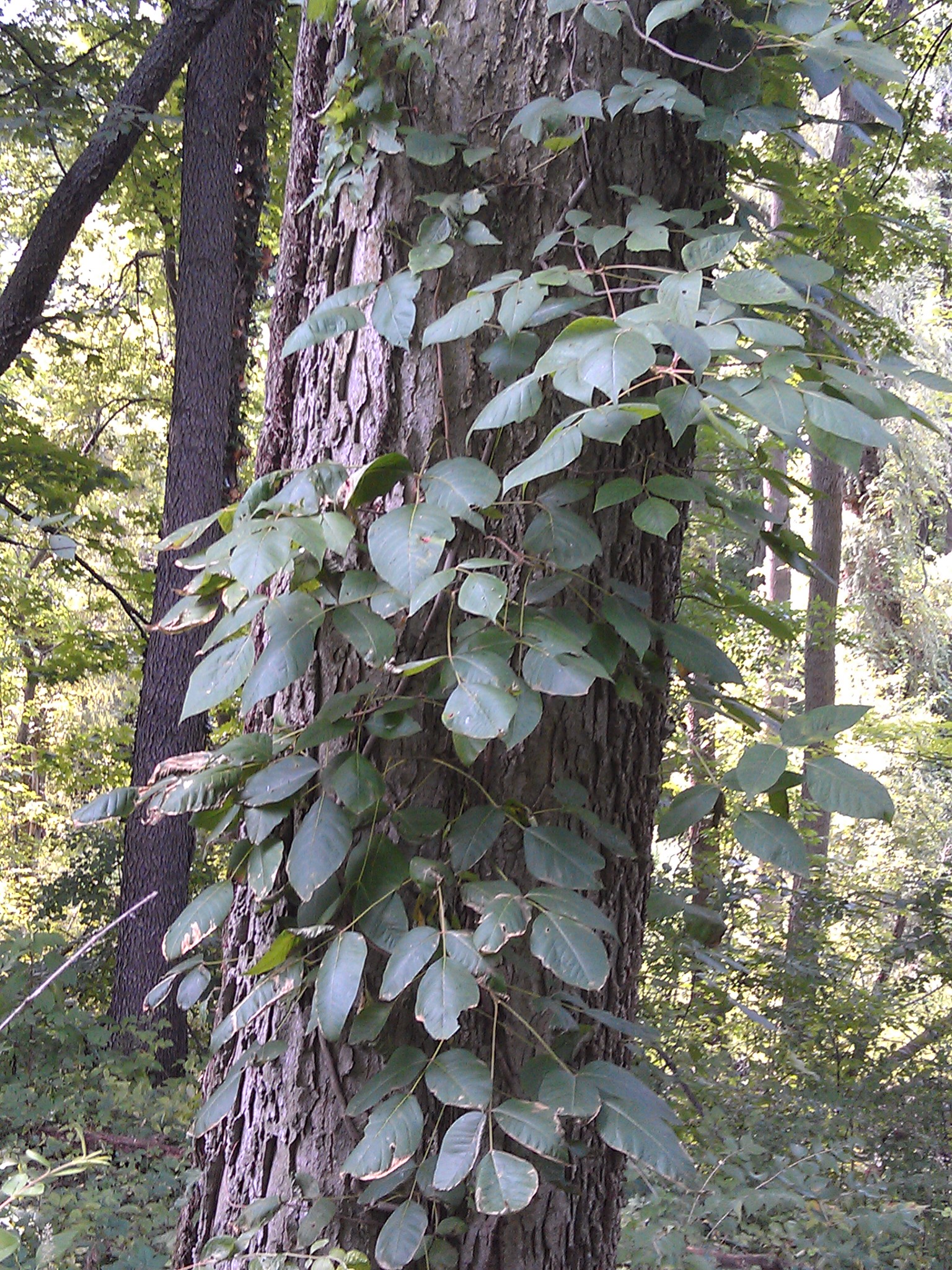 killing vines in shrubs