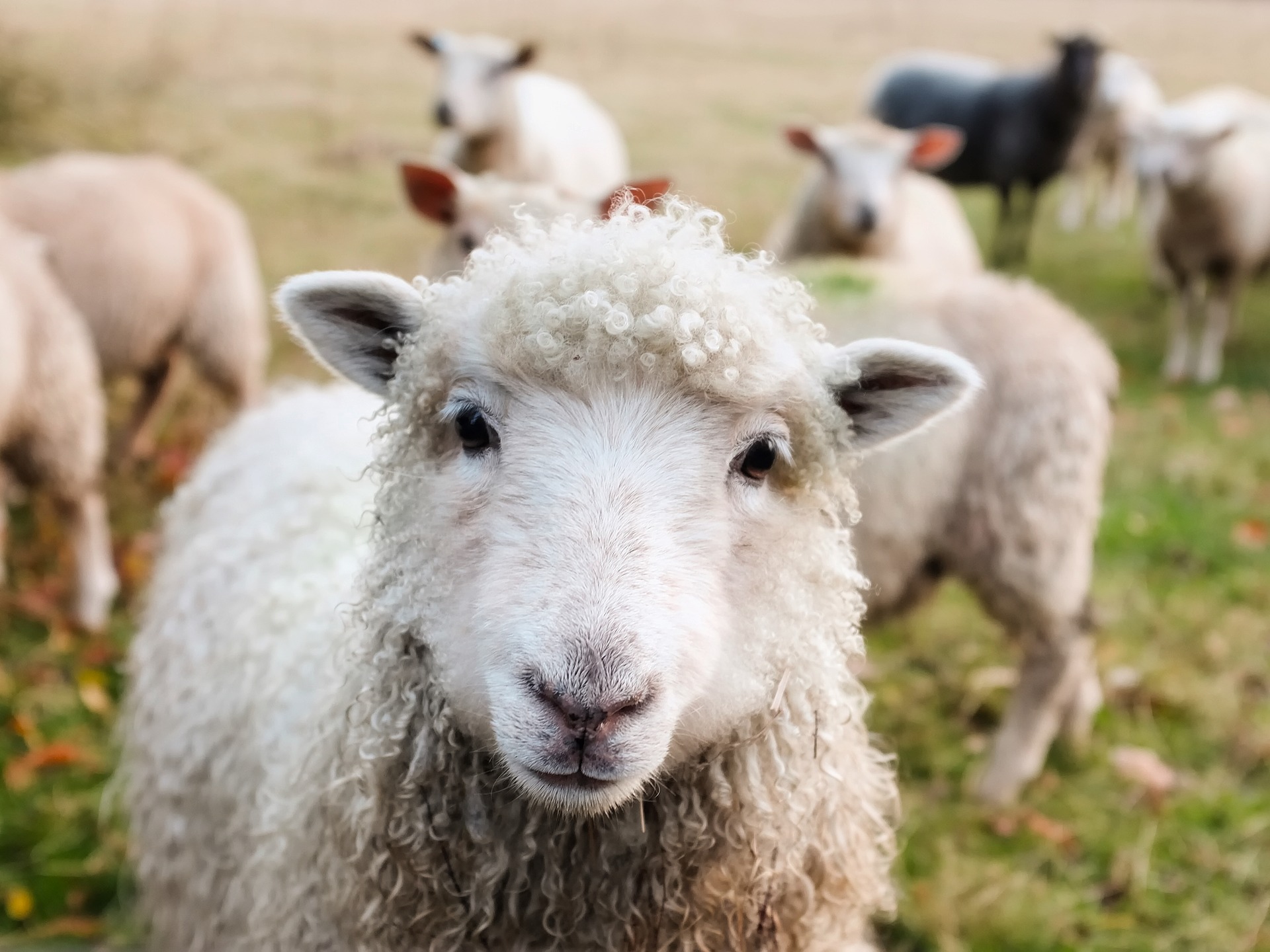 snake eats sheep