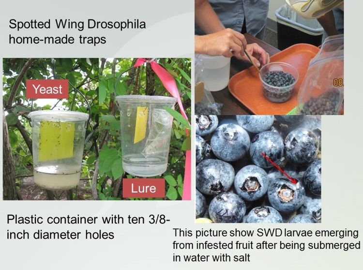 This picture shows spotted wing drosophila (SWD) monitoring traps with yeast and commercial lure. It also shows the sampling method to detect SWD larvae submerging the fruit in salty water for 15 minutes. Photo by Carlos García-Salazar, MSU Extension.