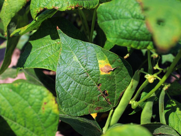 Bacterial blight of dry beans in Michigan - MSU Extension