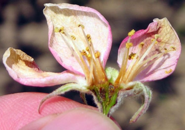 Assessing frost and freeze damage to flowers and buds of fruit