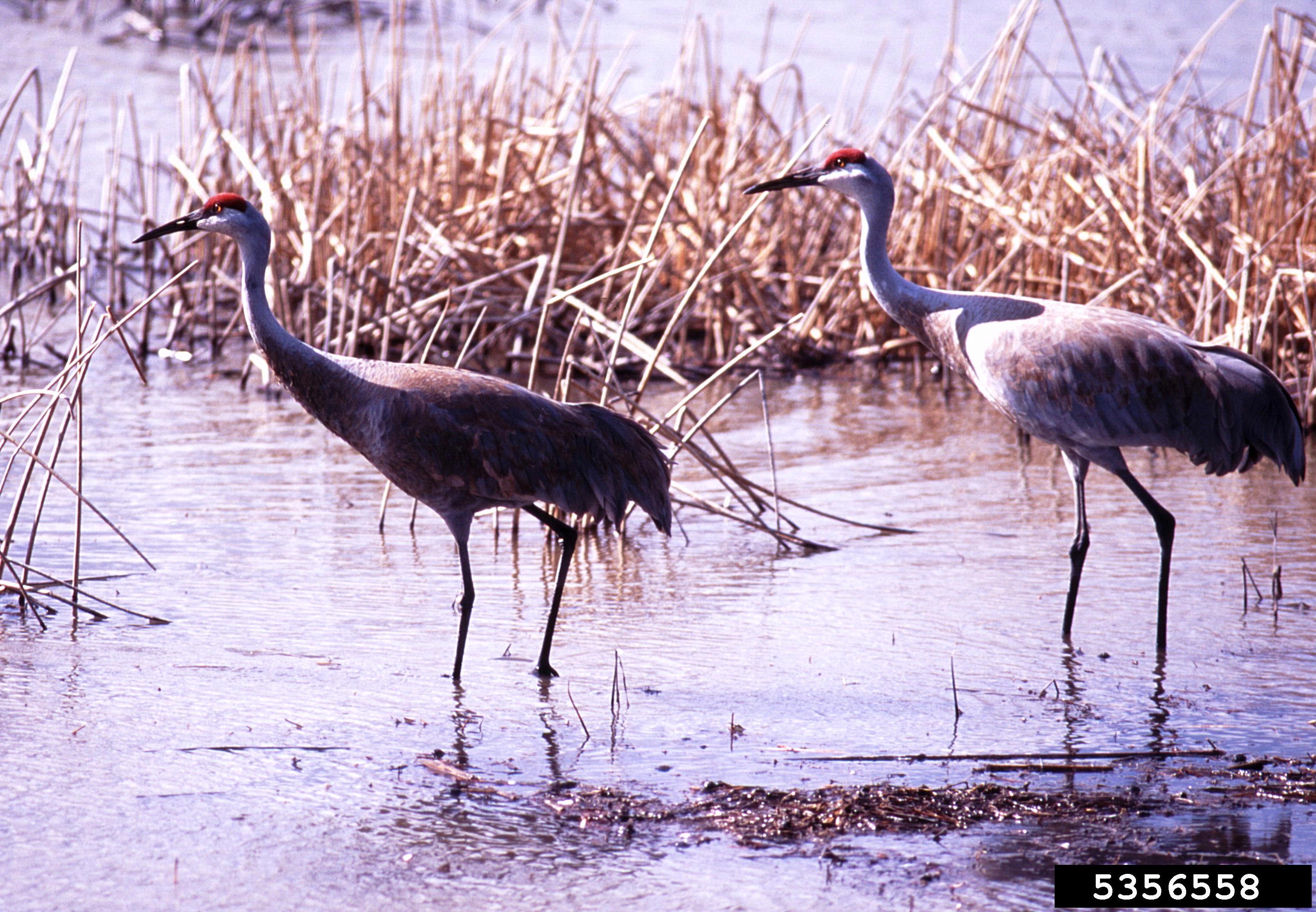 michigan sand hill cranes