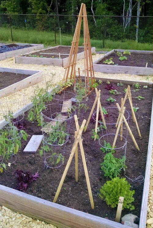 How to Start a Sustainable Home Garden