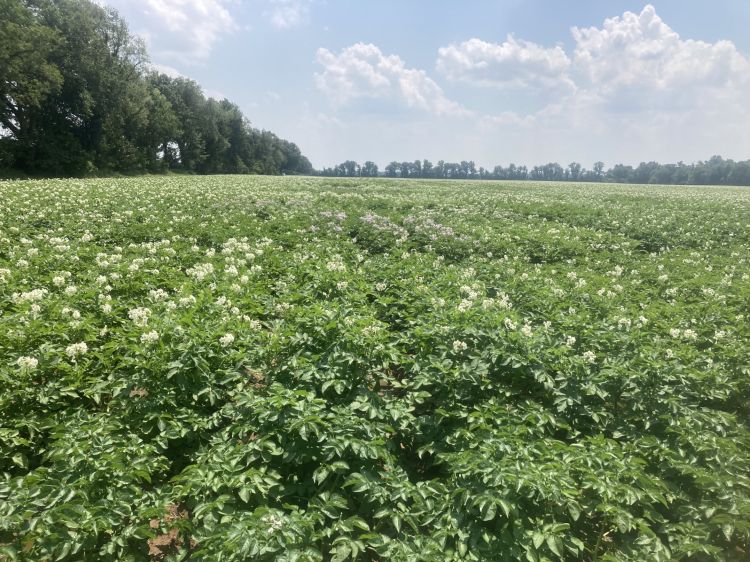 A field of potatoes.