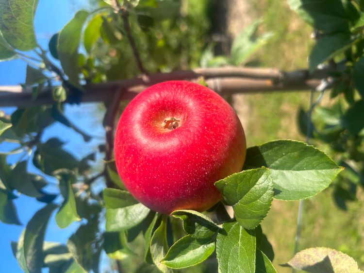 Royal Red Honeycrisp