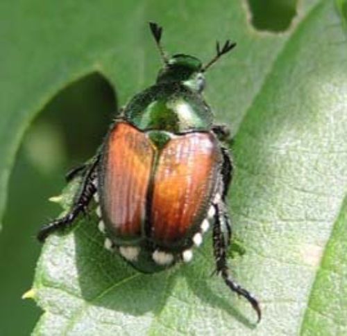 Japanese beetle adults arrive in chestnuts - MSU Extension
