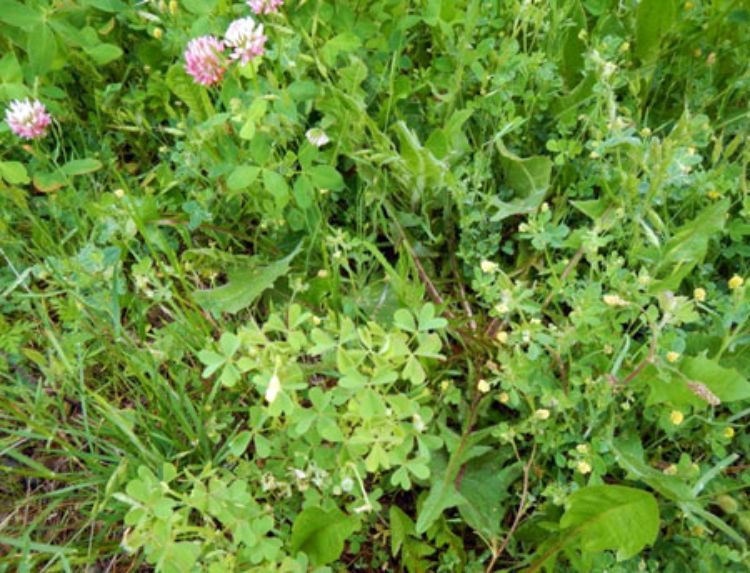 Pesky broadleaf weeds flowering in turf - Turf