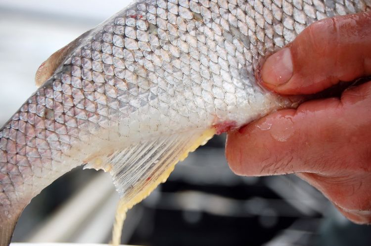 Is there a value in chemical modification of lake whitefish scales