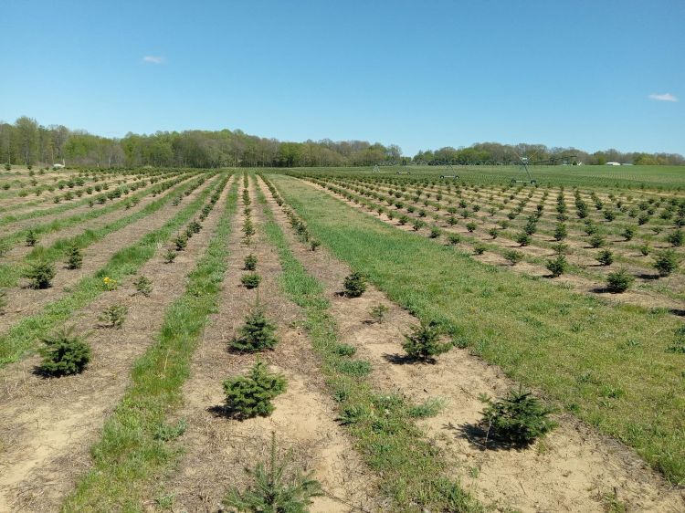 Rows of young Christmas trees.