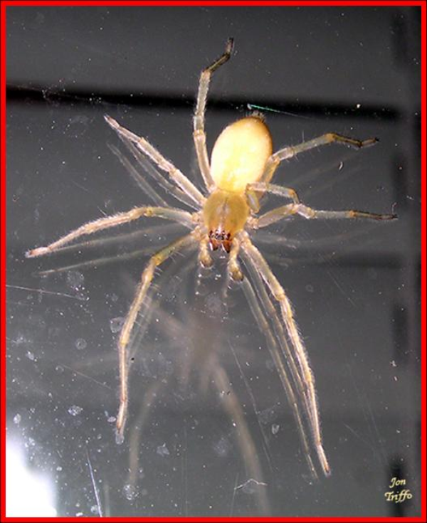 Garden Spider BITE! Is it Dangerous? 