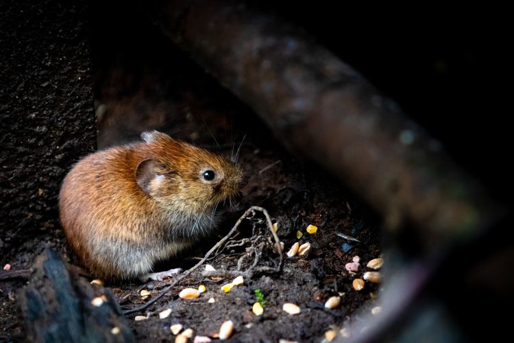 How Do Rats Live Through the Winter? - Plunkett's Pest Control